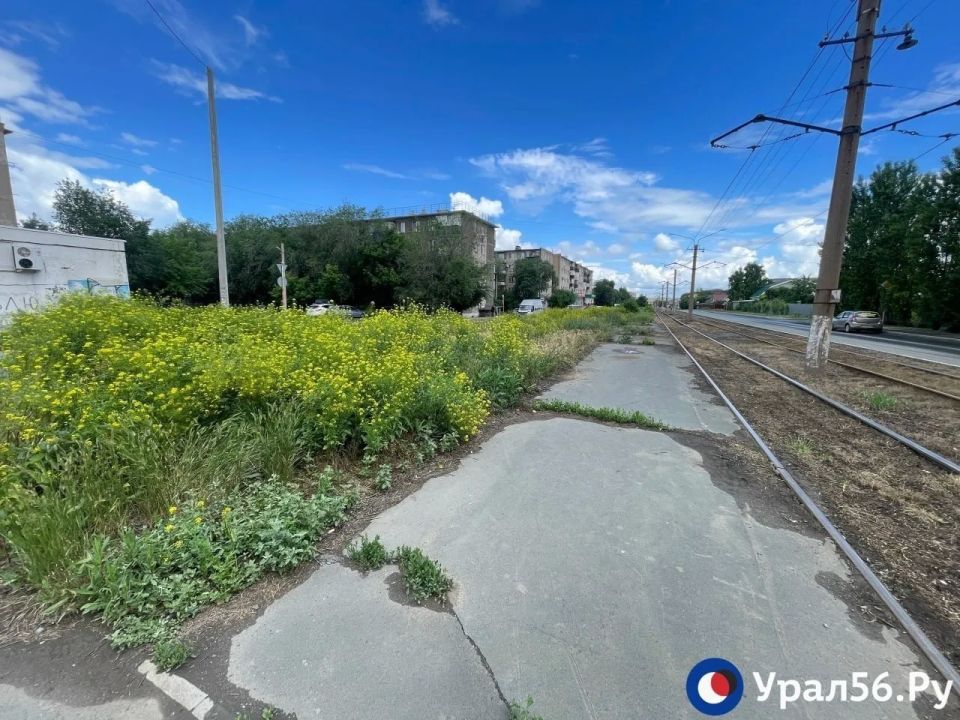Пешеходов не видно из-за травы, которая в Орске доросла до уровня кустарников Пешеходов не видно из-за травы, которая в Орске доросла до уровня кустарников