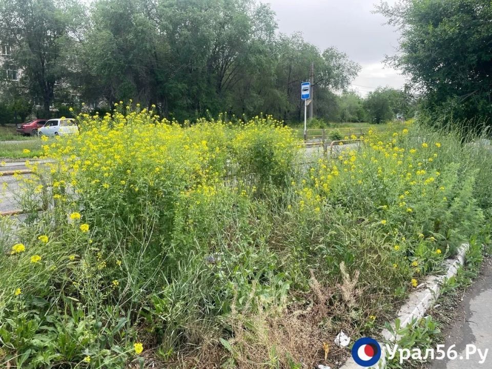 Пешеходов не видно из-за травы, которая в Орске доросла до уровня кустарников Пешеходов не видно из-за травы, которая в Орске доросла до уровня кустарников