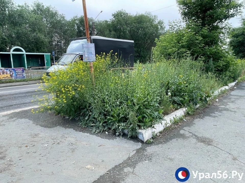 Пешеходов не видно из-за травы, которая в Орске доросла до уровня кустарников Пешеходов не видно из-за травы, которая в Орске доросла до уровня кустарников