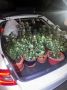 «Цветовод» с сюрпризом: в квартире орчанина обнаружили 39 цветочных горшков с коноплей