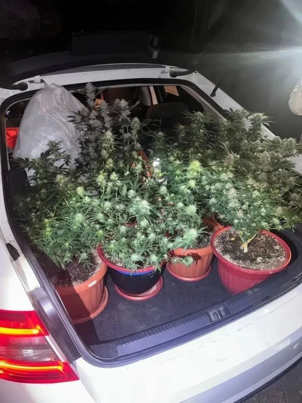 «Цветовод» с сюрпризом: в квартире орчанина обнаружили 39 цветочных горшков с коноплей