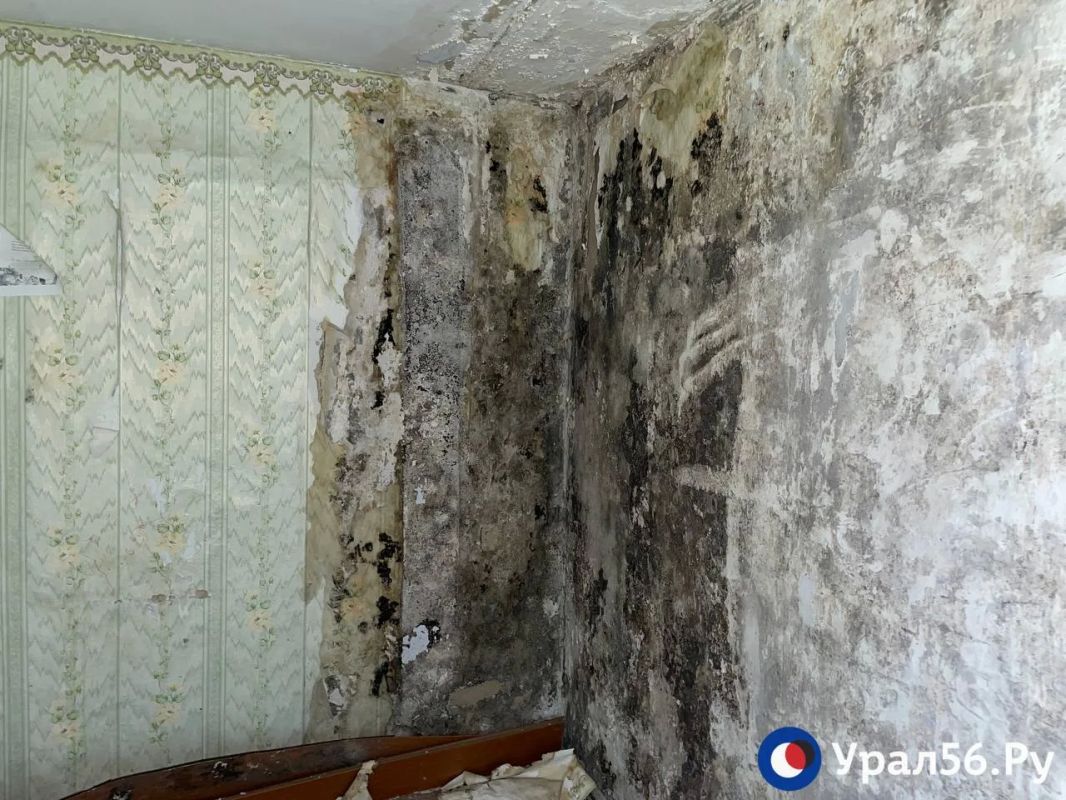«Обратите на нас внимание, пожалуйста, крик души уже»: В Орске дети войны живут среди плесени, сырости и насекомых «Обратите на нас внимание, пожалуйста, крик души уже»: В Орске дети войны живут среди плесени, сырости и насекомых