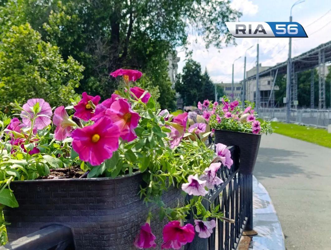 В Оренбурге высаживают тысячи цветов, но вандалы уже портят красоту В Оренбурге высаживают тысячи цветов, но вандалы уже портят красоту