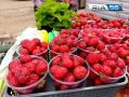 � ������ ������ ������� �� �������: � ��������� �������� ���� �� ��������