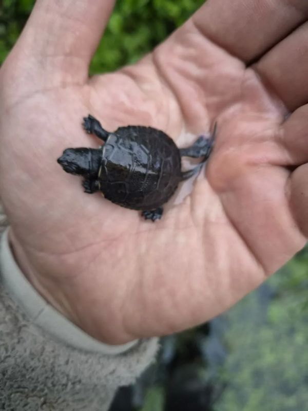 5 лет без еды и 80 часов под водой: в Бузулукском бору поселился супер-житель 5 лет без еды и 80 часов под водой: в Бузулукском бору поселился супер-житель