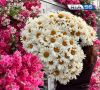 Ромашка за 0 или за 200? Сколько стоит символ Дня семьи в Оренбурге