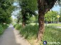 Трава в центре Орска скоро достигнет человеческого роста, она уже сильно мешает обзору дороги