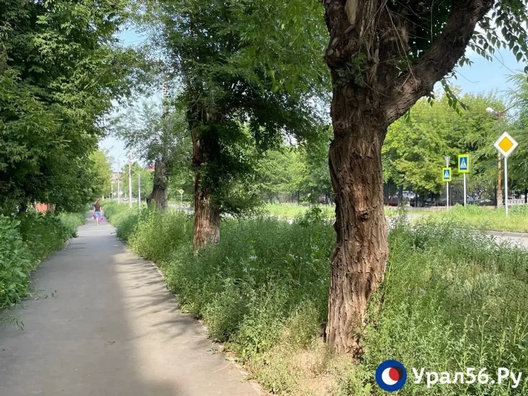 Трава в центре Орска скоро достигнет человеческого роста, она уже сильно мешает обзору дороги