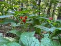 В Бузулукском бору созрела костяника - дикая малина