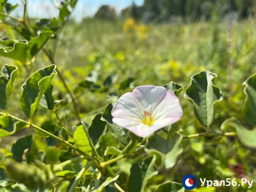 Просторы и природа Оренбургской области Просторы и природа Оренбургской области