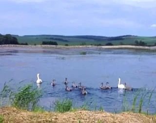 В Аксаково на восстановленном пруду лебеди вывели рекордное количество лебедят В Аксаково на восстановленном пруду лебеди вывели рекордное количество лебедят