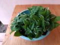 вкус детства: оладушки с свежей мятой к чаю