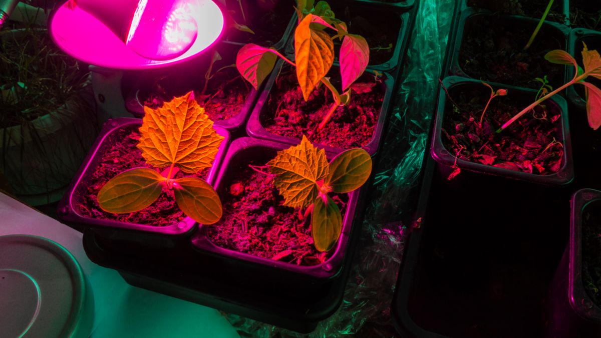 Зимние посевы: как январские эксперименты изменили подход к огородничеству