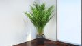 Уход за арекой: как создать идеальные условия для тропической красавицы