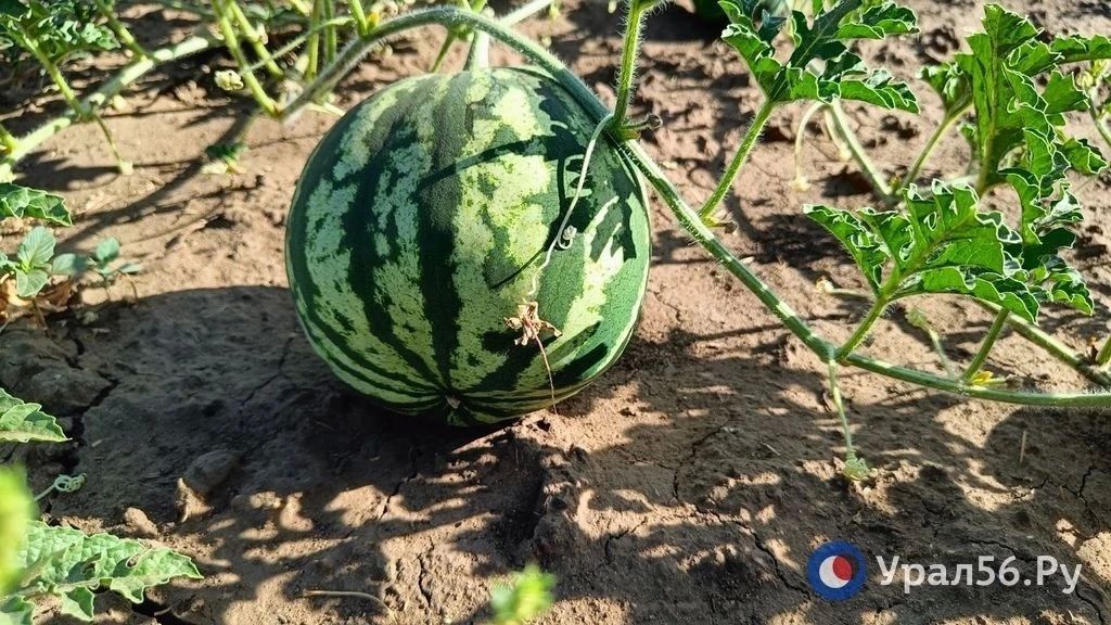 Фермер: Арбузы из Соль-Илецка появятся в продаже не раньше августа