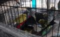 Контрабанда пернатых: 40 птиц не доехали до Москвы