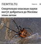 «Смертельно опасные пауки могут добраться до Москвы этим летом»: Ядовитые пауки распространяются по России вместе с фруктами и стройматериалами