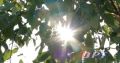 Внимание: аномальная жара в Оренбуржье: синоптики прогнозируют до +39°C