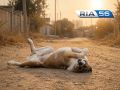 В Оренбургской области ожидается сильная жара — до +40°C