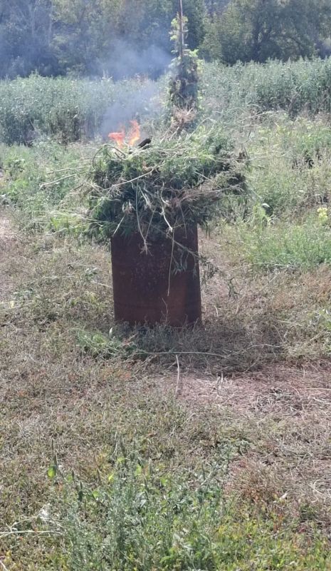 В Оренбургском районе сотрудниками полиции проведено мероприятие по уничтожению дикорастущей конопли В Оренбургском районе сотрудниками полиции проведено мероприятие по уничтожению дикорастущей конопли
