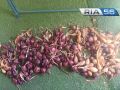 Уборка лука и чеснока в Оренбуржье: как сохранить урожай до весны