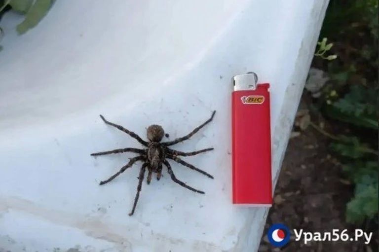 Жители Орска обнаружили тарантула на даче