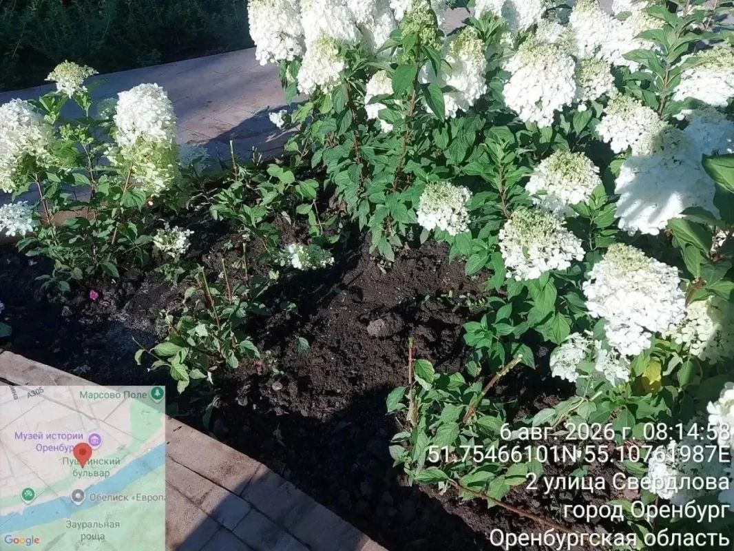 В Оренбурге подростки уничтожили гортензии в недавно благоустроенном сквере В Оренбурге подростки уничтожили гортензии в недавно благоустроенном сквере