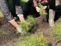 В Оренбуржье проводится лесовосстановление