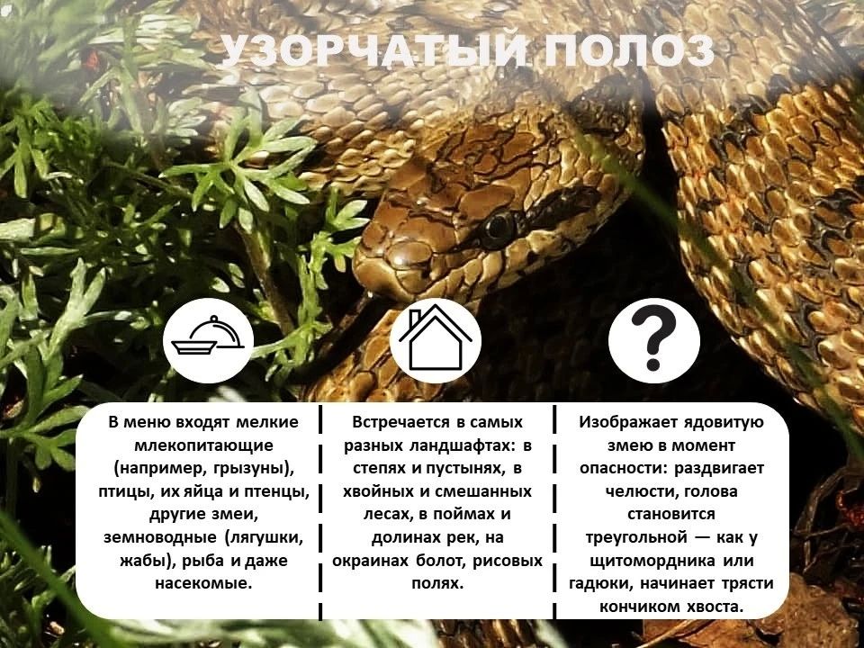 Лошадь Пржевальского, филин и махаон: Кого из краснокнижных животных сохраняют в Оренбургской области? Лошадь Пржевальского, филин и махаон: Кого из краснокнижных животных сохраняют в Оренбургской области?