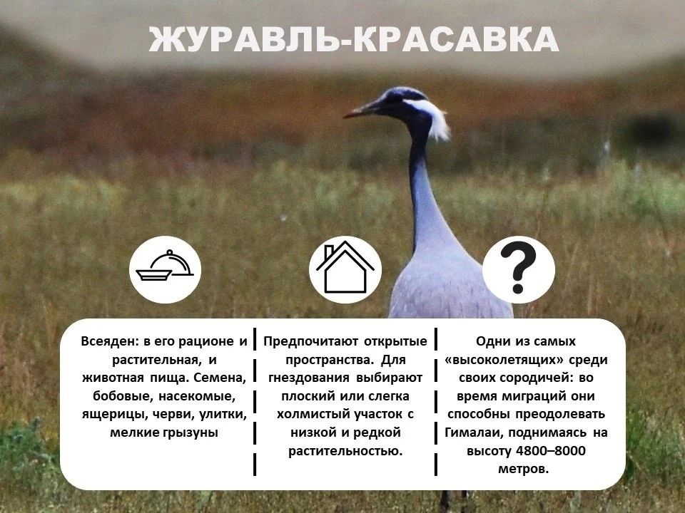 Лошадь Пржевальского, филин и махаон: Кого из краснокнижных животных сохраняют в Оренбургской области? Лошадь Пржевальского, филин и махаон: Кого из краснокнижных животных сохраняют в Оренбургской области?