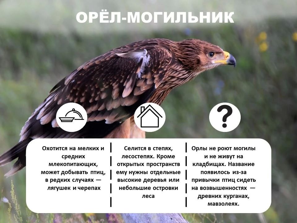 Лошадь Пржевальского, филин и махаон: Кого из краснокнижных животных сохраняют в Оренбургской области? Лошадь Пржевальского, филин и махаон: Кого из краснокнижных животных сохраняют в Оренбургской области?