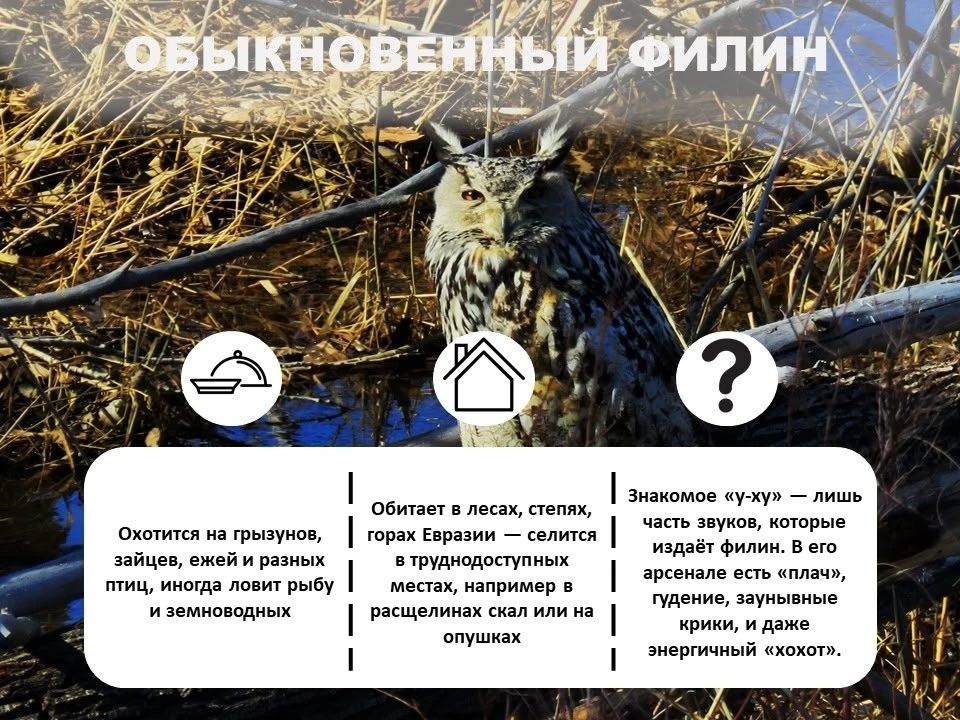Лошадь Пржевальского, филин и махаон: Кого из краснокнижных животных сохраняют в Оренбургской области? Лошадь Пржевальского, филин и махаон: Кого из краснокнижных животных сохраняют в Оренбургской области?