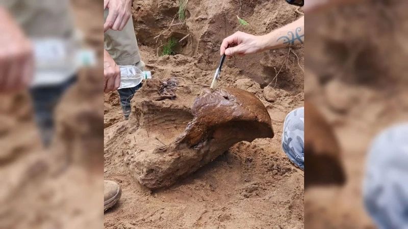 Череп шерстистого носорога обнаружили в Бузулукском бору