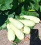 Кому стоит воздержаться от кабачков: разбираем противопоказания