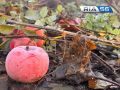 Как сохранить яблоки до весны: советы для оренбуржцев