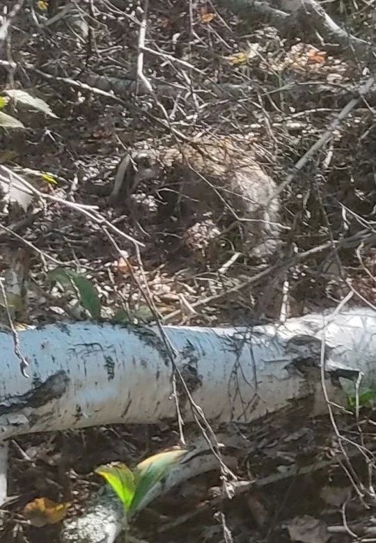 В Бузулукском бору днем заметили скрытного барсука