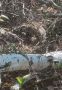 В Бузулукском бору днем заметили скрытного барсука