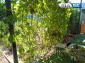 Август на винограднике: как подготовить урожай к сбору