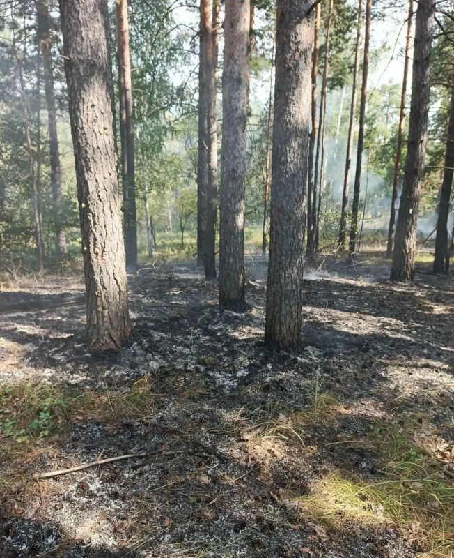 «Умные» камеры спасли Бузулукский бор от крупных лесных пожаров «Умные» камеры спасли Бузулукский бор от крупных лесных пожаров