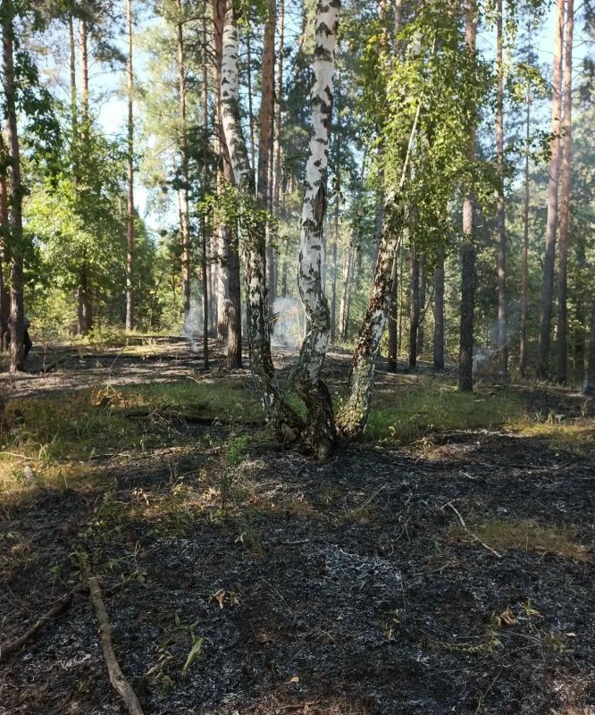 «Умные» камеры спасли Бузулукский бор от крупных лесных пожаров