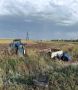 В Сорочинском округе в ДТП пострадал водитель грузовика