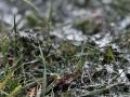 МЧС предупреждает оренбуржцев о заморозках до -5°