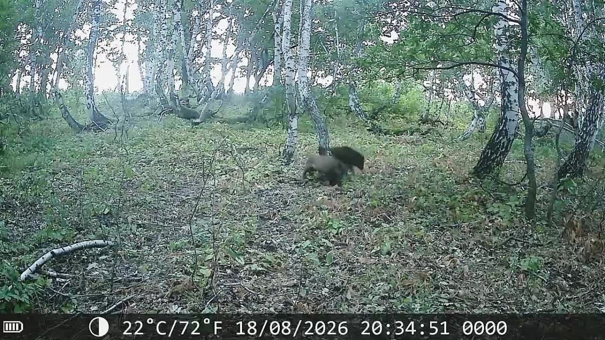 В Оренбуржье большой кабан устроил «почёсывания» перед фотоловушкой