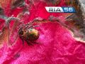 В Оренбуржье зафиксированы два случая заражения клещевым вирусным энцефалитом