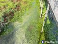 В Оренбурге вода возвращается в озеро под Тропой здоровья, но пока оно больше похоже на болото