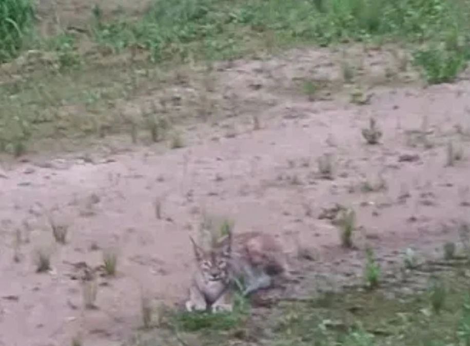 В Бузулукском бору заметили редкую дикую рысь В Бузулукском бору заметили редкую дикую рысь