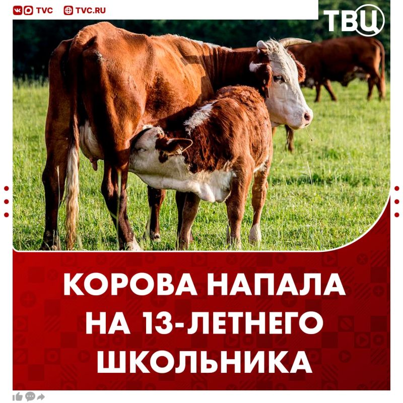 Корова напала на подростка в Оренбургской области