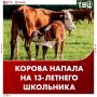 Корова напала на подростка в Оренбургской области