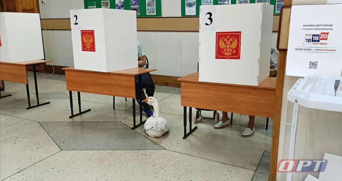 Гусь Фёдор стал необычным гостем выборов в Черном Отроге Гусь Фёдор стал необычным гостем выборов в Черном Отроге
