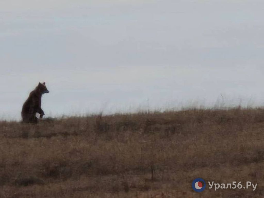 Медведи в Оренбургской области: сколько раз хищник выходил к людям за последние 10 лет?